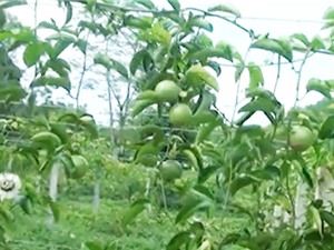 Cao Bằng: Đa dạng hóa sản phẩm từ quả chanh leo